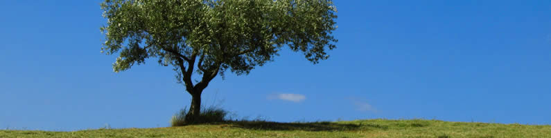 tree with blue sky